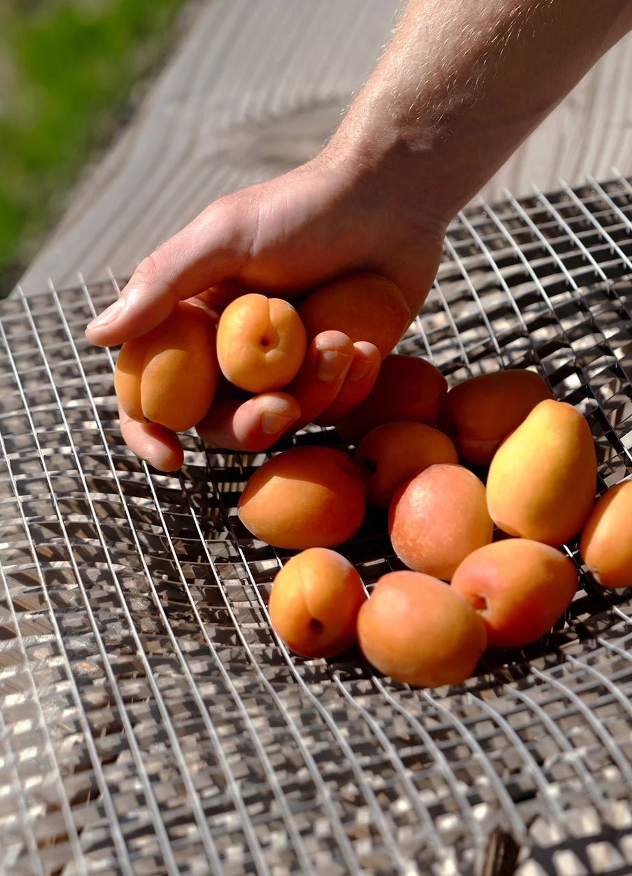 GRAVITY Centerpiece Schale